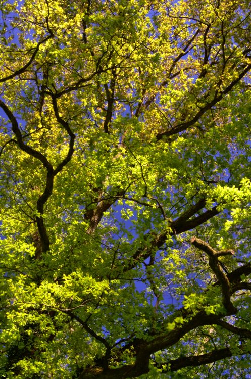 A l'écoute des arbres | Or Norme