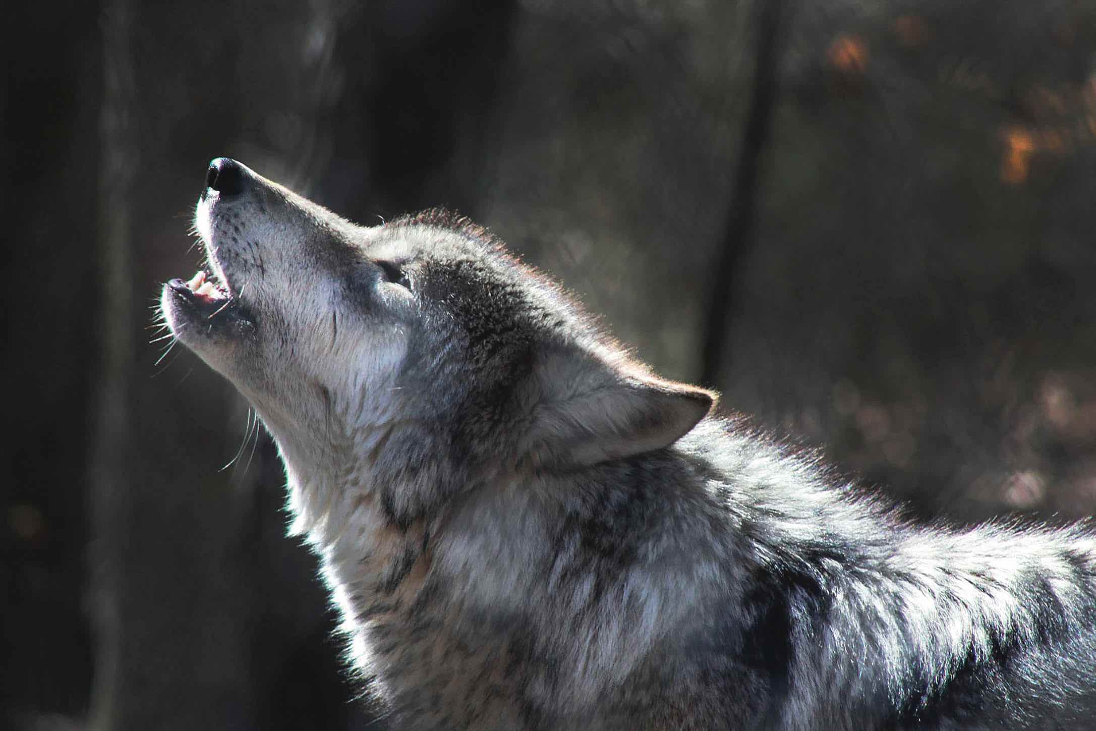 Une vie de loup Or Norme Une vie de loup Or Norme